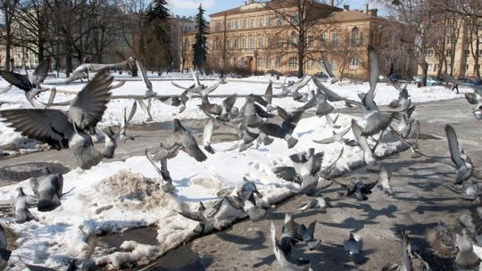 Jak się zmieni plac Litewski? Wiemy jakie będą zmiany