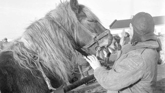 Jak siwkowi i gniademu w zęby zaglądali na końskim targu w Piaskach