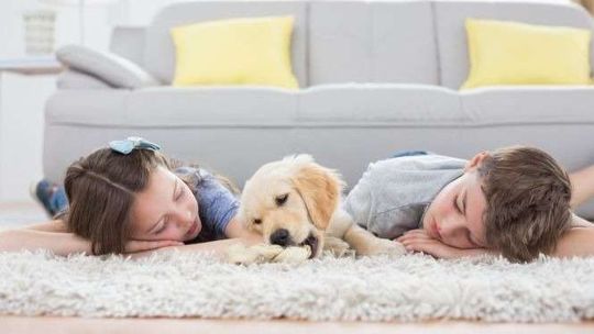 Jak skutecznie, szybko i ekologicznie wyczyścić dywan?