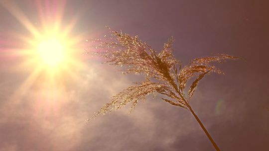 Jak sobie radzić z upałami? Wysokie temperatury to wyzwanie dla organizmu