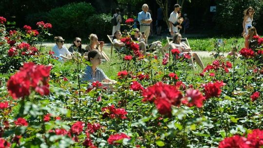 Jak to jest z zielenią w Lublinie? Opinie mieszkańców trafią do koncepcji 