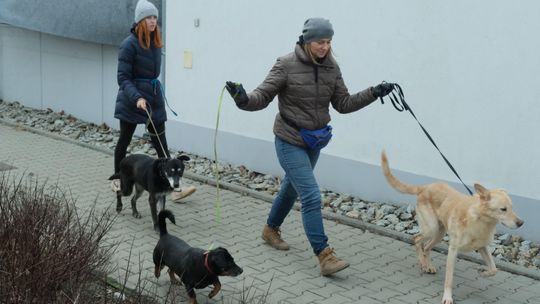 Jak udzielać pierwszej pomocy zwierzętom? Dowiedz się na warsztatach