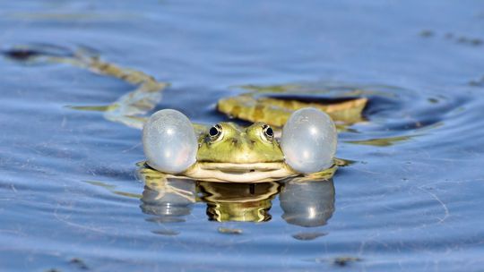 Jak walczyć z komarami? Zaproś żaby do ogródka
