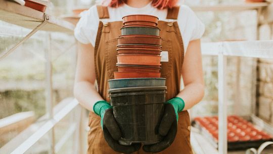 Jak wybrać producenta doniczek produkcyjnych do szklarni i tuneli?