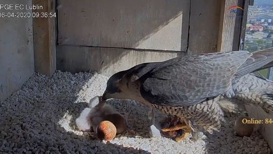 Jak wyglądają śniadania w rodzinie sokołów? Dwa pisklęta już przyszły na świat w Lublinie