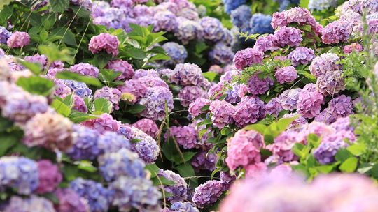 Jak zabezpieczyć byliny kwiatowe przed mrozem? Praktyczny poradnik