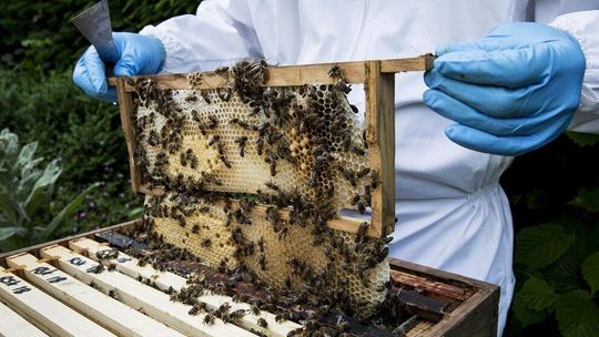 Jak zacząć przygodę z pszczelarstwem? – poradnik dla początkujących