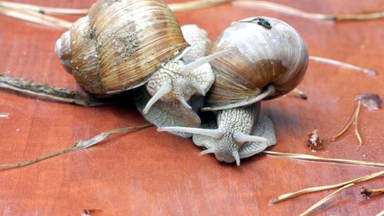 Jak zarobić na ślimaku?