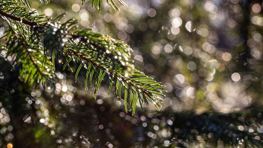 Jak zmiany klimatu wpływają na ewolucję. Nie tylko drzew