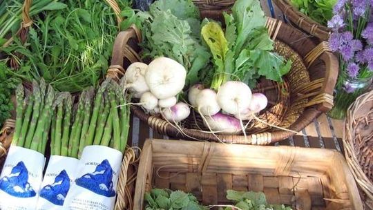 Jak zostać rolnikiem ekologicznym. Porady eksperta