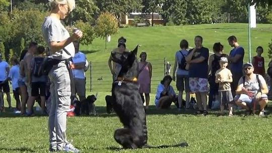 Jak zrozumieć swego psa? Piknik kynologiczny (wideo)