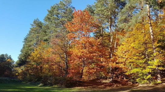 Jaka pogoda w weekend? Ludowe przysłowie dziś prawdy nie powie