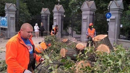 Jakie drzewo zamiast topoli przed wejściem do Ogrodu Saskiego?