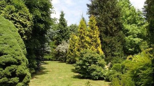 Jakie drzewo zapewni nam chłód? Ogrodnik z "botanika" podpowie