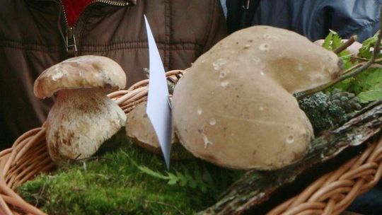 Jakie grzyby możemy jeść bez obaw?