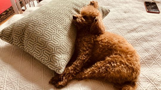 Jakie rasy psów najlepiej odnajdą się w mieszkaniu? Praktyczne rady dla przyszłych właścicieli