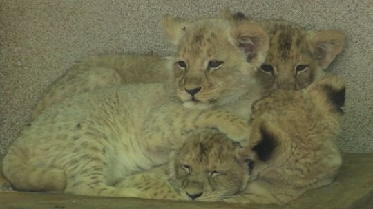 Jakie słodziaki! Zoo pokazało cztery lwiątka angolskie