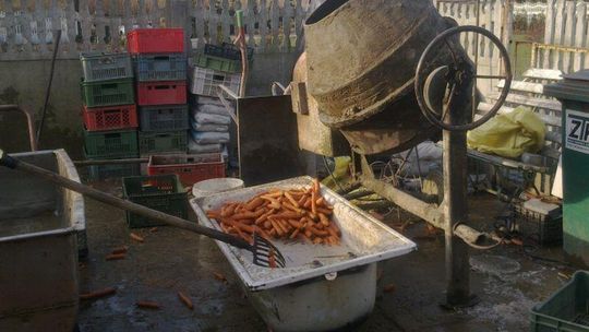 Jakubowice: Marchew myli w betoniarce, sanepid zamknął kwaszarnię kapusty