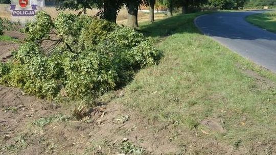 Janopol: Audi skosiło drzewo