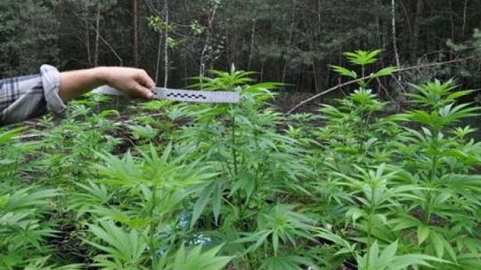 Janów Lubelski: 39 krzaków konopi w lesie