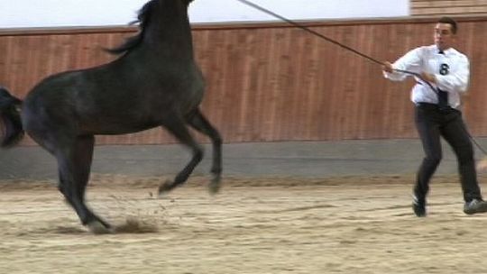 Janów Podlaski: Czempionat i aukcja w hali stadniny