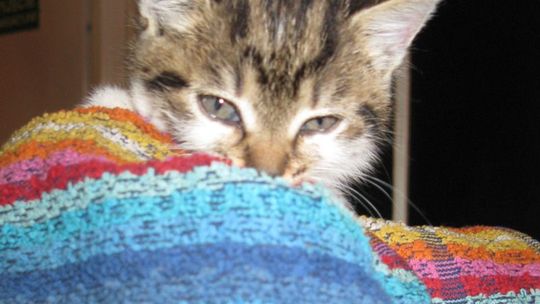 Janów Podlaski: Kot w pudełku porzucony na mrozie