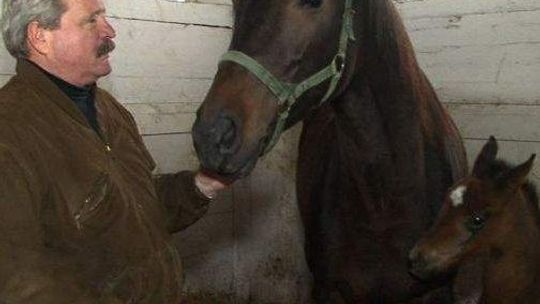 Janów Podlaski: Narodziny pierwszych tegorocznych źrebiąt