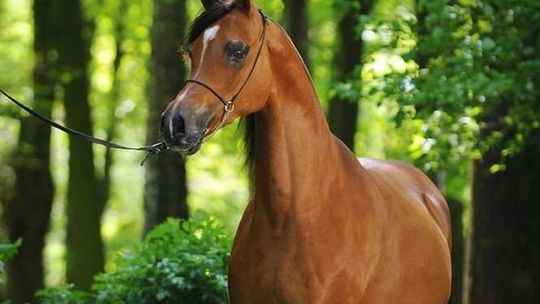 Janów Podlaski: Niewielkie ilości antybiotyków w paszy koni, nie przekroczyły normy