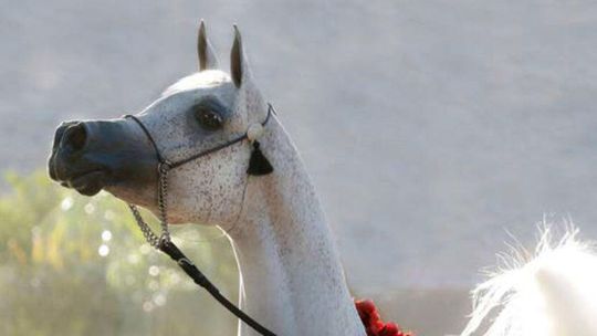 Janów Podlaski. Organizator aukcji zapewnia, że jednak sprzedał konia za 1,2 mln euro