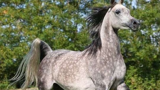 Janów Podlaski: Padła kolejna klacz należąca do Shirley Watts. Sprawę bada prokuratura 