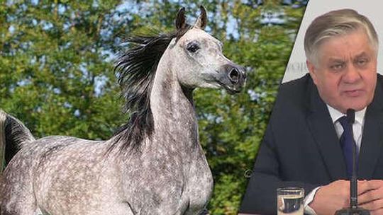 Janów Podlaski: Po śmierci koni minister chce wymiany zarządu stadniny. Były prezes: Przesądziła reakcja świata
