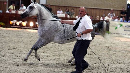 Janów Podlaski: Prawie 50 klaczy do kupienia