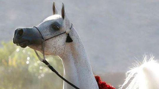 Janów Podlaski. Pride of Poland 2020. Piękna Perfinka sprzedana za ponad 1,2 mln euro