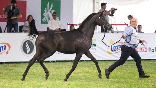Janów Podlaski: Stadnina wciąż na minusie, ale jest lepiej niż rok wcześniej 