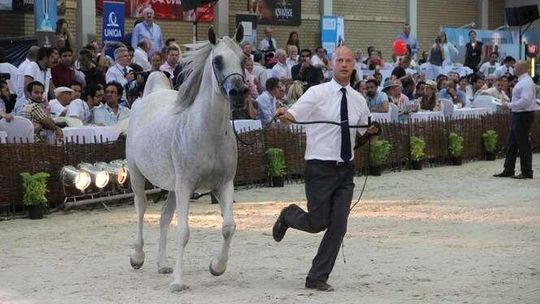 Janów Podlaski. Zawody z Arabami 
