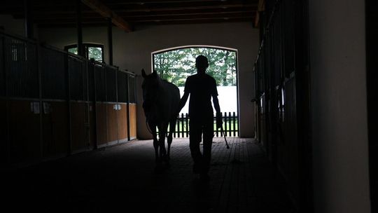 Janów Podlaski. Znowu pytania o dziwną sprzedaż konia. Tym razem to klacz Alsa
