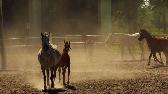 Janów: Święto Konia Arabskiego już za tydzień. Kto przyjedzie w tym roku?
