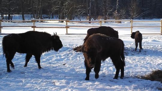 Janowit bryka po Lasach Janowskich