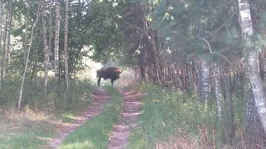 Janowskie żubry wyruszyły na podbój Podkarpacia 