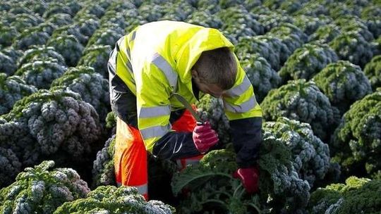 Jarmuż najlepszy po przymrozkach. Jak uprawiać jarmuż?