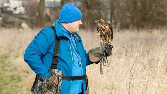 Jastrzębie płoszą gawrony w papieskim parku w Kraśniku 
