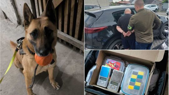 Jechał pod wpływem narkotyków. Więcej wywęszył policyjny pies