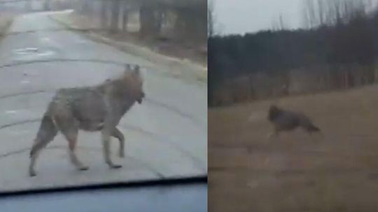 Jechali samochodem, natknęli się na wilka. "Nie trzeba panikować w takiej sytuacji" [wideo]
