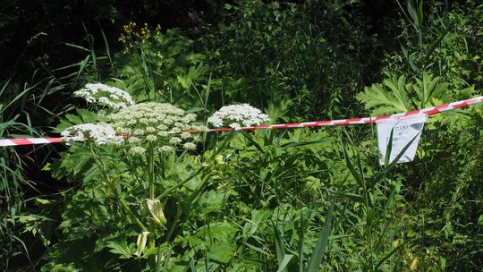Jeden barszcz Sosnowskiego, dwa, trzy. Trwa spis ognisk niebezpiecznej rośliny 