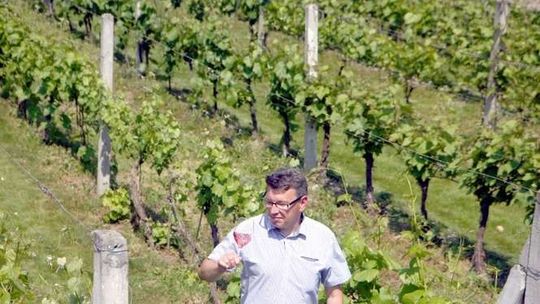 Jeden krzew, jedna butelka. Winnice to wciąż bardziej hobby niż biznes