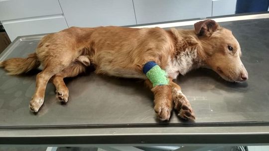 Jeden pies w worku, drugi w ziemi. Policja szuka sprawcy 