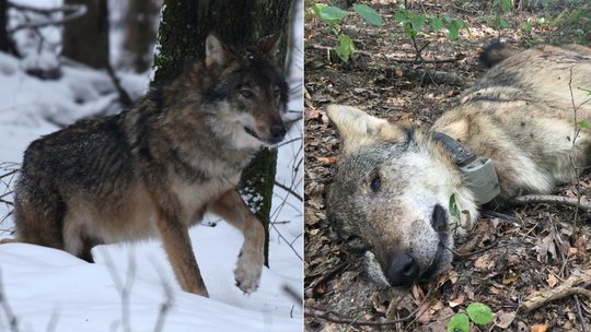 Jeden strzał zabił kilka wilków. Szczenięta po śmierci Kosego padły z głodu