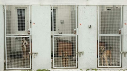 Jeden wrócił do klatki już po godzinie. Nie spodobał się nowemu panu