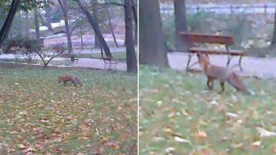 Jednak nie wystrzelają lisów w Lublinie. Prezydent zabronił