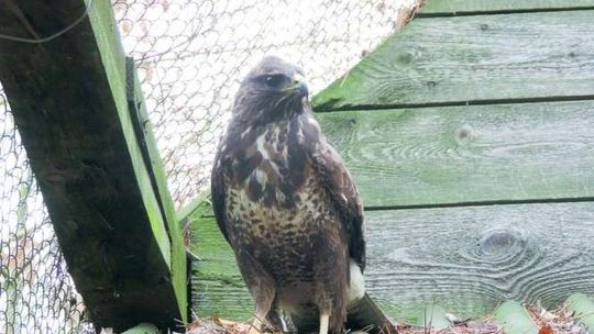 Jedni tu rosną, inni się leczą. A 434 żółwiki zimują